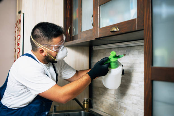 Best Ant Control Services  in Graham, TX