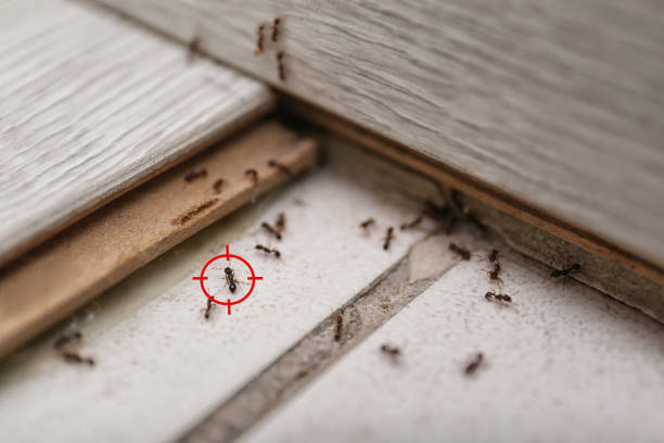 Best Residential Pest Control  in Graham, TX