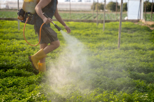 Best Mosquito Control Services  in Graham, TX