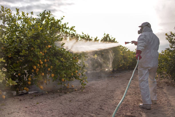 Best Spider Control Near Me  in Graham, TX