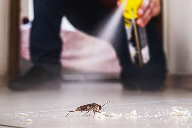 Best Bed Bug Extermination  in Graham, TX