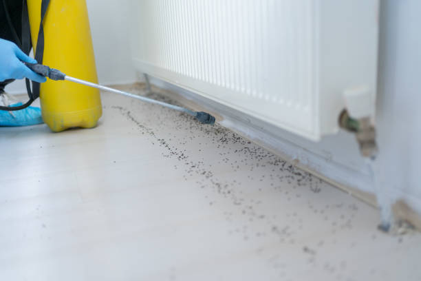Best Pest Prevention Services  in Graham, TX